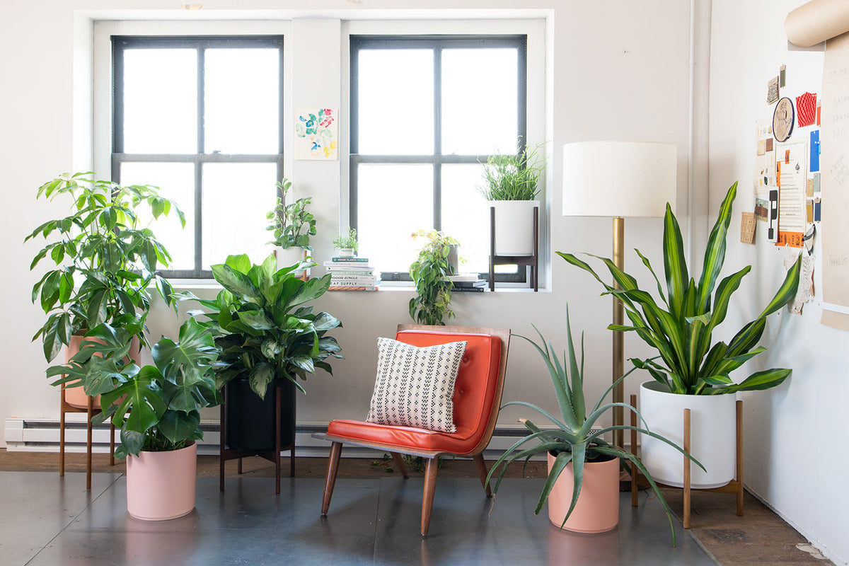 Orange mid-century chair surrounded by potted houseplants in a bright room with a large window