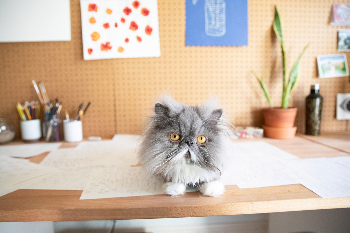 Gray long-haired Persian cat sitting on a desk with wallpaper sketches, art supplies, and a pegboard wall in the background