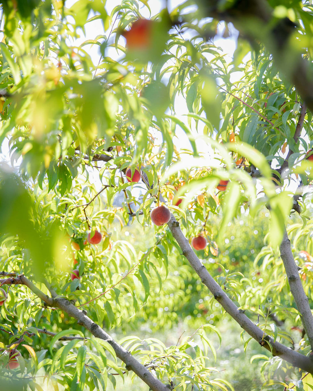 Sunlit peach tree branches bearing ripe peaches and green leaves with dappled backlight in an orchard