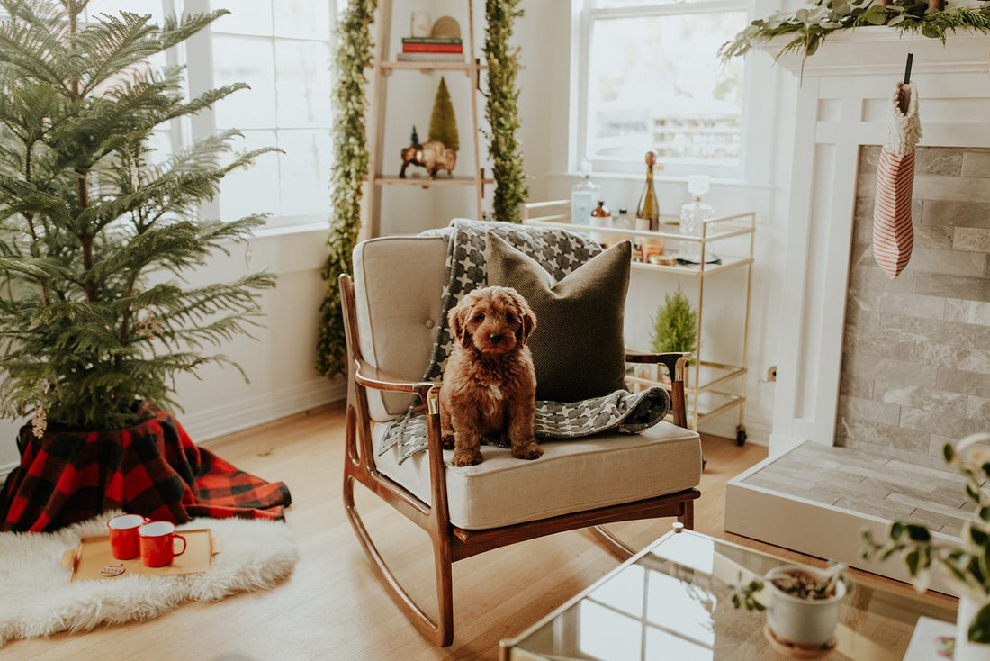 Small brown puppy sitting on a mid-century rocking chair in a cozy, holiday-decorated living room