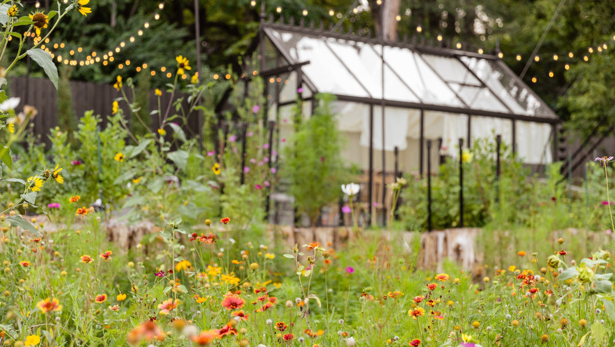 Wildflower meadow with red and yellow blooms in front of an A-frame greenhouse with white curtains and string lights