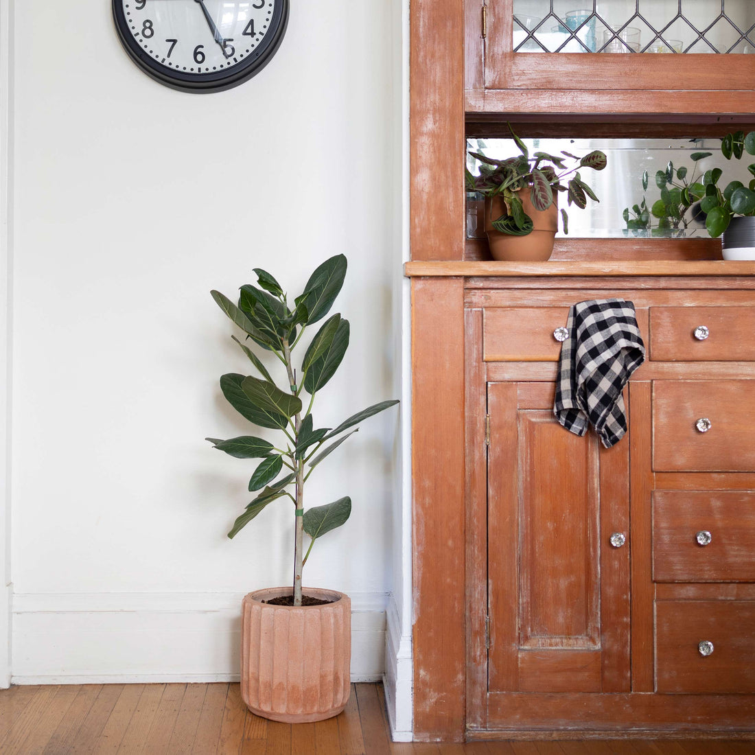 Potted fiddle leaf fig beside a rustic wooden cabinet with small potted plants and a wall clock in a bright room