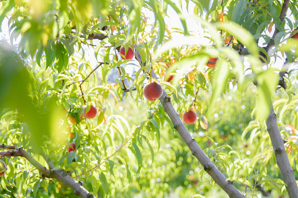 Peach tree branches heavy with ripe peaches in a sunlit orchard